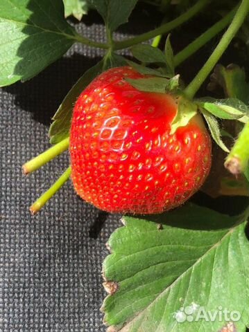 Рассада клубники Мальвина Азия Фенелла Роксана