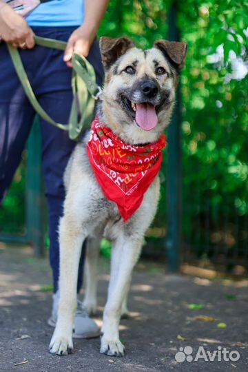 Молодая и добрая собака в поисках дома. Приют