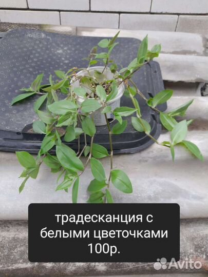 Традесканции разные