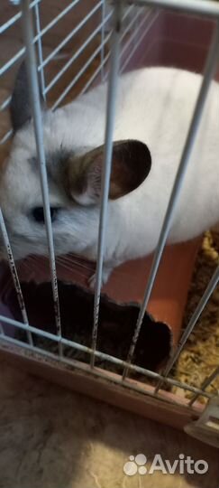 Шиншилла мальчик