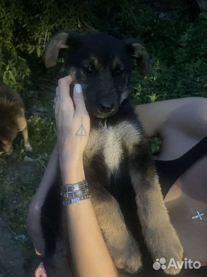 Щенки- охранники в добрые руки