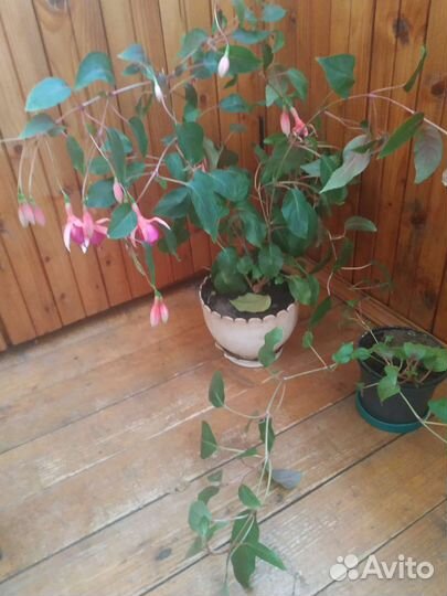 Домашние цветы фуксии,герани