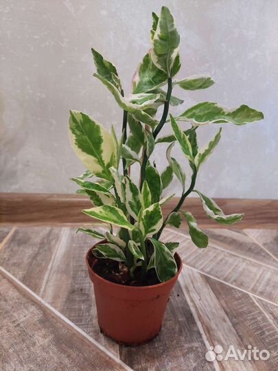 Цветы комнатные продам