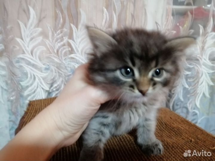 Отдам чудесного котёнка