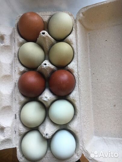 Инкубационное яйцо кур несушек