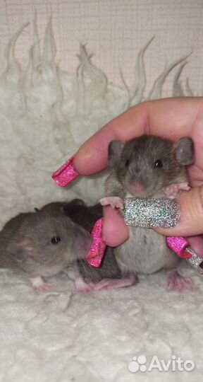 Крысы Дамбо Малыши