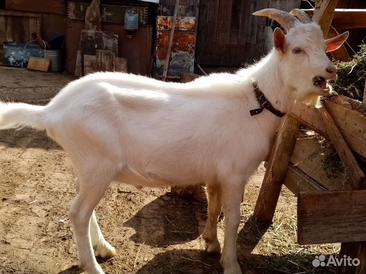 Козел зааненский