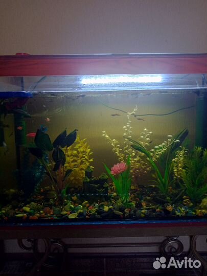 Аквариум