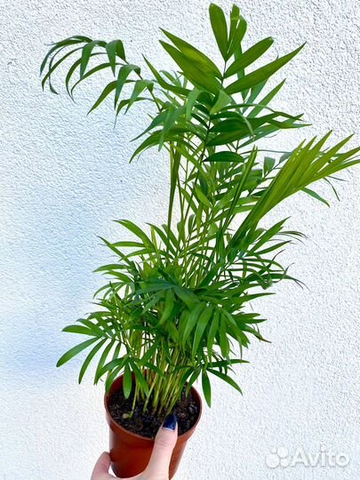 Пальма хамедорея