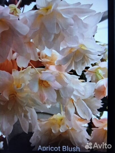 Бегония. белеконии,элатиор