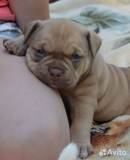 Американский булли щенки