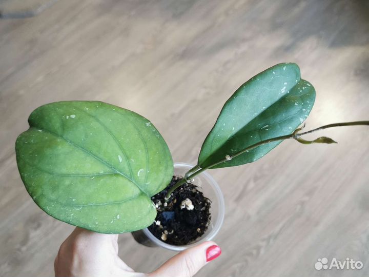 Хойя Хойи с ростами