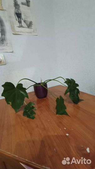 Филодендрон