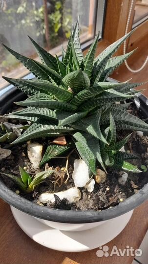 Хавортиопсис