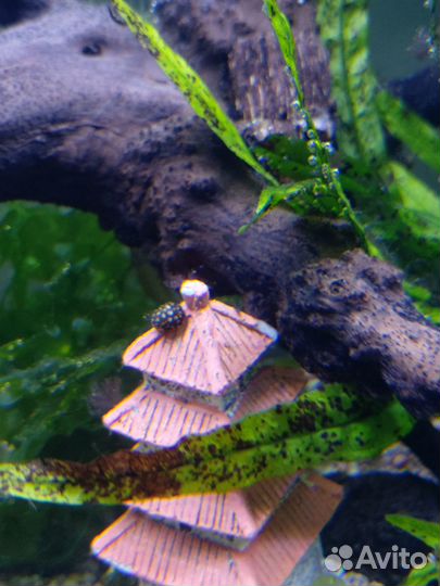 Улитка Теодоксус