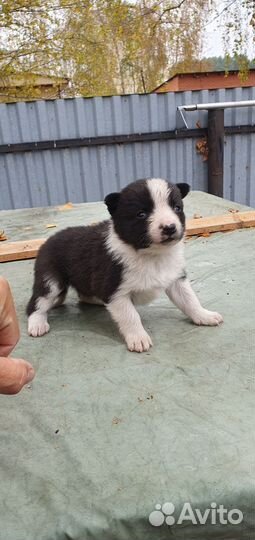 Карельская медвежья собака (лайка)