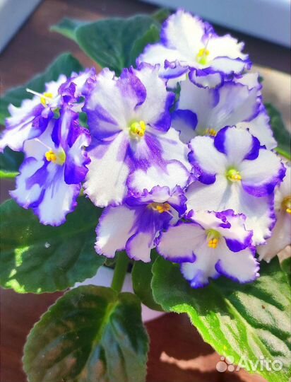 Фиалка Optimara Maine