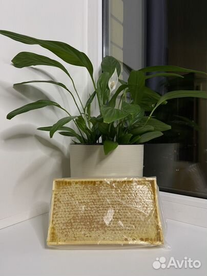 Мёд в сотах