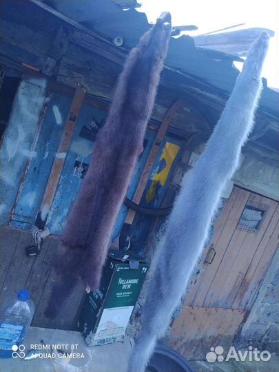 Шкурка животного норка