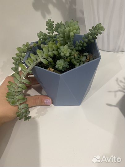Очиток моргана суккулент