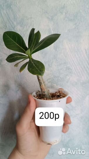 Адениум Арабикум и Барашки