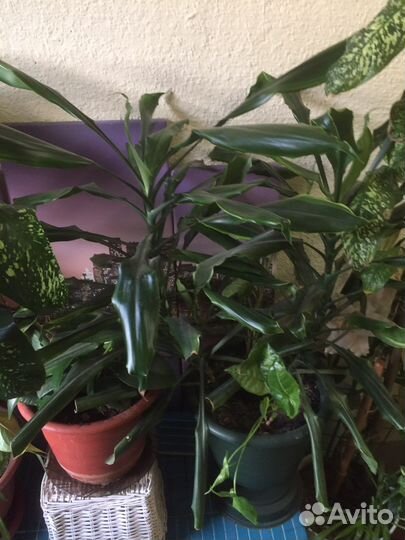 Цветы комнатные