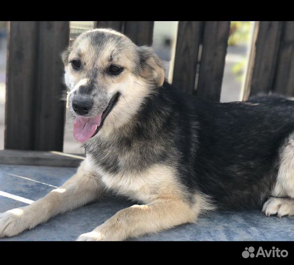 Собачка из приюта