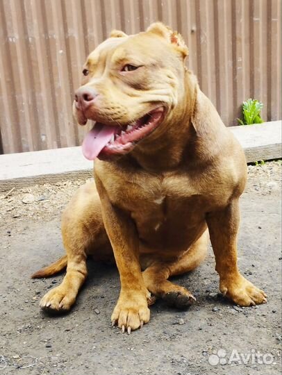 Щенки булли