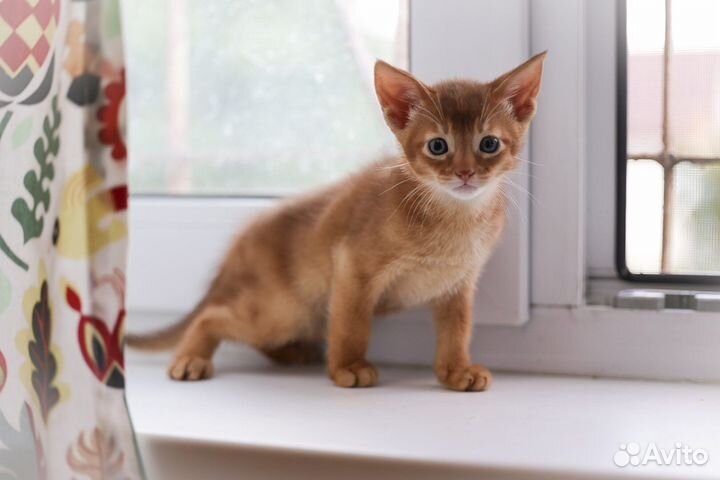Абиссинские котята
