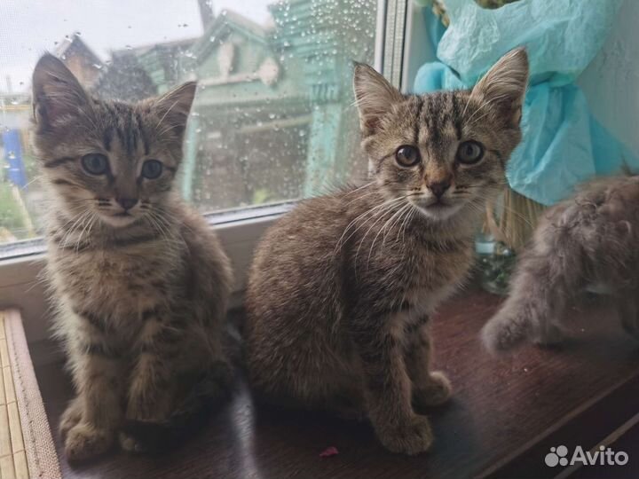 Коты