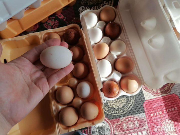 Домашние куриные яйца