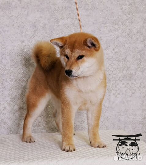 Девочка Сиба