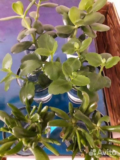 Крассула, каланхоэ