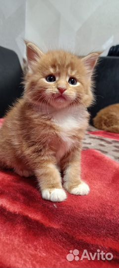 Котята мейн-кун