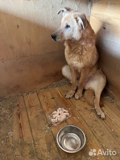 Собака Златан старичок из приюта ищет дом