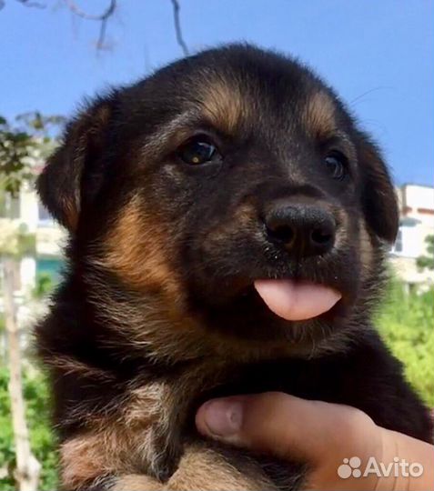 Щенята ищут дом