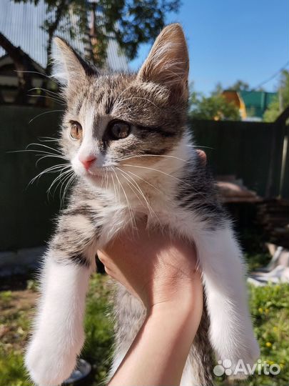 Котенок девочка