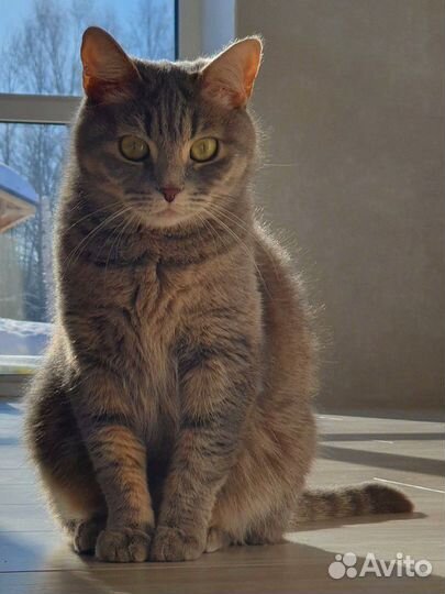 Котята от домашней кошки бронь