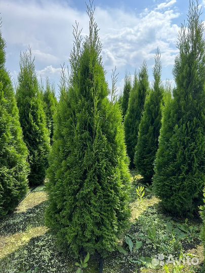 Туи смарагд