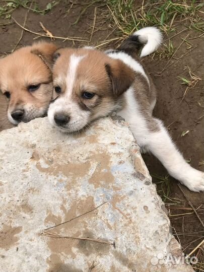 Отдам в добрые руки