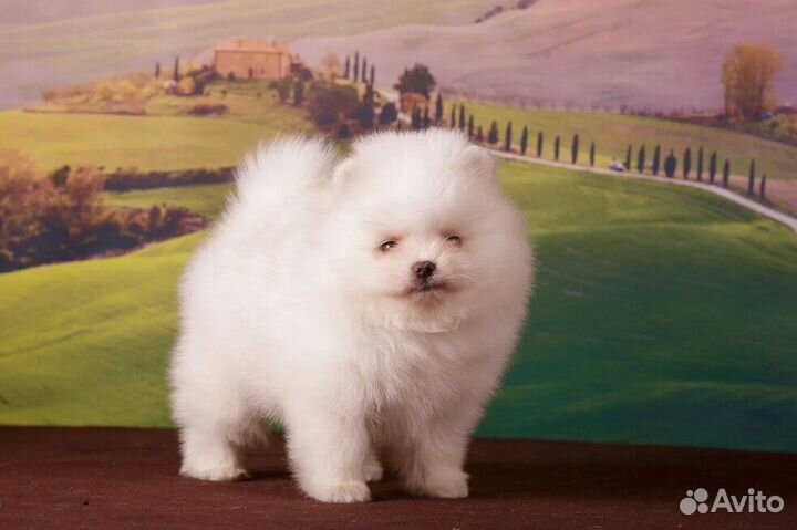 Щенки померанского шпица