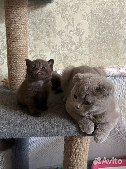 Шотландские котята