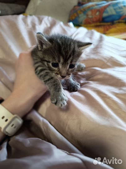Котята