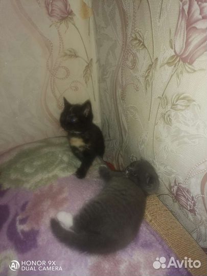 Кошка в дар бесплатно