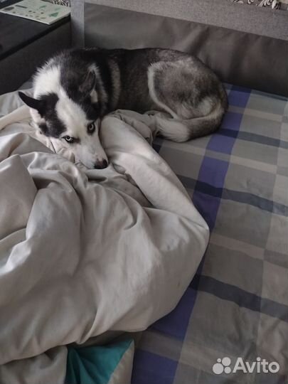 Передержка животных в домашних условиях