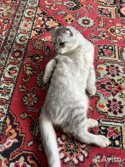 Шотландская вислоухая кот бесплатно