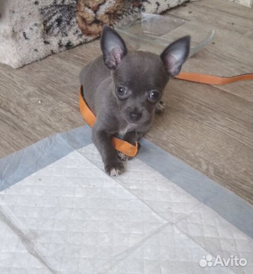 Щенки чихуахуа