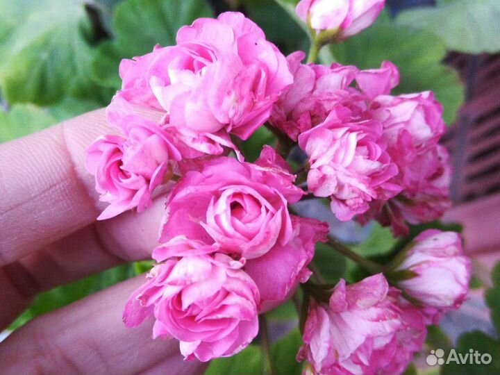 Сортовая герань/пеларгония