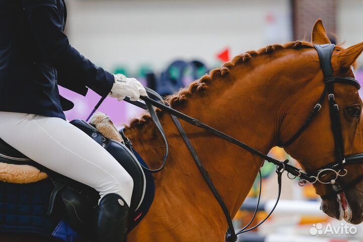 Конкур мерин