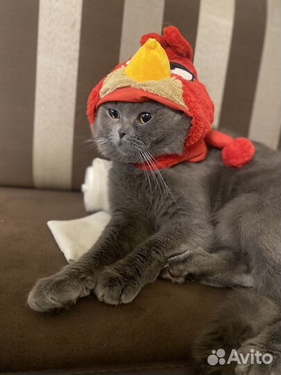 Вязка кошек